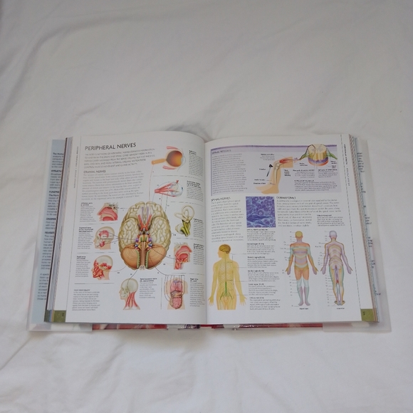 New the human body book - Picture 3 of 3
